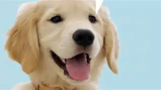 Emergency Vet Care