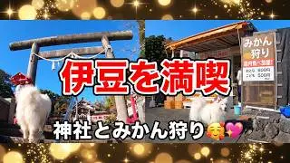 💖サモエドさくら💖愛犬と楽しむ伊豆の旅！ペットフレンドリーな神社＆愛犬の駅散策🥰 🐶💖✨🐶🐕🐩💖