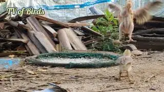 01-25-26 Sparrow chicken and rooster eat food TV of Birds