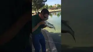 Bass fishing Las Vegas Sunset Park #shorts #catchandrelease