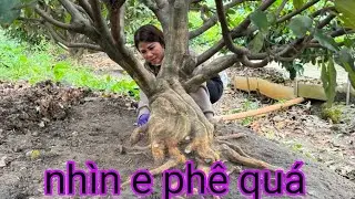 Những gốc mai quái to chơi Xuân giá rẻ ☎️Diễm 0835898900(14/1)@.com.vn