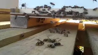 Honey Bees vs.  Wasps