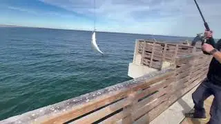 Jacksonville fishing pier catching blue fish 