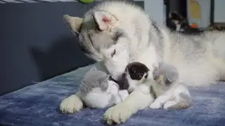 This Husky is the Most Amazing Kitten Caregiver You’ll Ever See!
