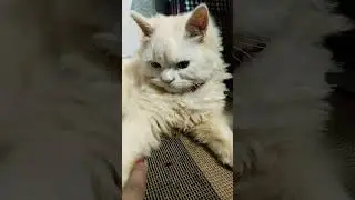#cat#viral #trending #kitten #velaa #❤️💝🎀