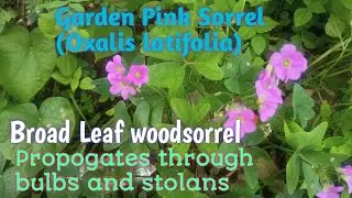 #Broadleafwoodsorrel,#GardenPinkSorrel#Oxalis latifolia