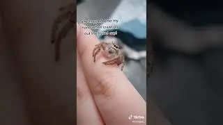 meet Halo  my new Hyllus walckenaeri girlie 🕷❤  jumpingspider  spider  cute  unboxing  Petsoftiktok