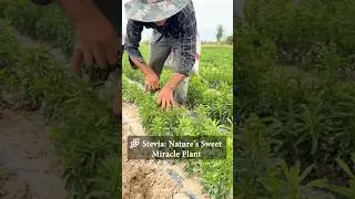 Super Stevia Harvesting Technique #farmingtech @RomFarm