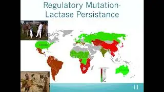 Variation and Mutation