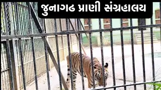 જુનાગઢ પ્રાણી સંગ્રહાલય ન્યુ વિડિયો 