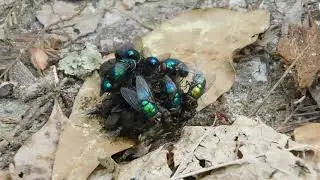 Flies on dung