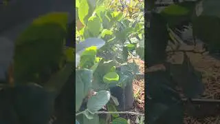 pranav nursery and farm Gujarat 7600253848