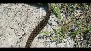 Recupero 🐍Biscia Natrix natrix🐍da un pozzo