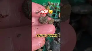 Sieving & Saving 😮A Tiny Fossil Ammonite‼️#ammonites#fossilhunting#sievingmachine