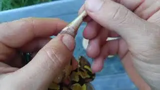 How to sex ball pythons