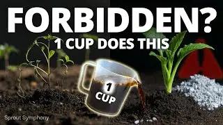 One Cup of Fermented Ash Makes Plants Grow CRAZY Fast &mdash; Why Is This Trick &ldquo;Forbidden&rdquo;?