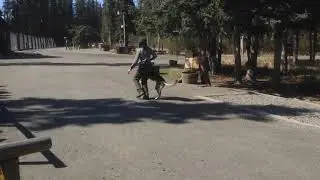 Denali National Park Sled Dogs Demonstration