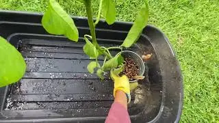 pepper transplant / season finale...  (30)