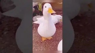 How to encourage HEALTHY social INTERACTIONS in duck🦆#duck #viral #ducks #animals #shorts #short