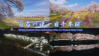 さくら名所百選の地 白石川堤一目千本桜 夜桜 Japan 4K HDR Cherry Blossoms View - Hitome Senbonzakura