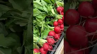 Come utilizzare i ravanelli | I consigli di Eurofrutta