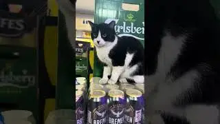 Lovely cat kitty cat lover cute cats best cat videos funny cats