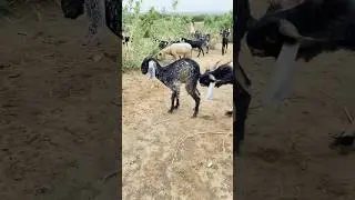 GOATs #shorts 🤣sounds 🤣style