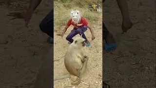 Langur Sitting Calmly as I Enter Wearing an Animal Mask