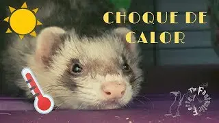 Choque de calor en hurones