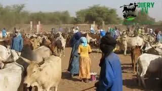 marché les plus populaires au Sénégal (DAHRA DJOLOF 🐄🦙🐪🐎🐄🦙