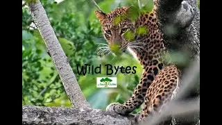 Wild Bytes - A Jungle Rhythms Production