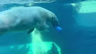 Polar Bear Kallik Plays In His New Home For The First Time