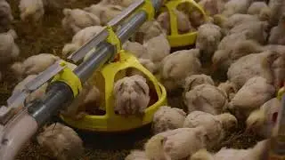 NAJBOLJA FARMA PILIĆA NA BALKANU