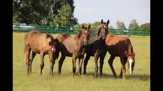 Weanling - Lifecycle of a Thoroughbred