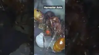 Harvester Ants, feeding fruit flies. #shorts #antkeeping #antsaspets #ants