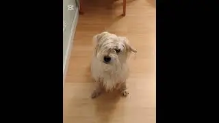 Max&hearts;️❤️&zwj;🩹