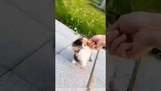 Этот котенок не хочет домой 🏠🐱 #тренд #шорты