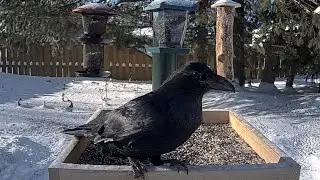 Common Raven Drops In For A New Year's Day Visit At Ontario Feeders | Jan. 1, 2026
