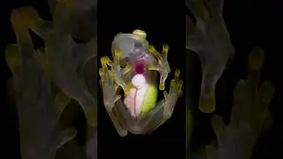 Amazing Facts Part 88 #facts #mystery #hindi #trending #viral #science #animals #india #wild #shorts