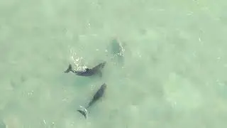 Dolphins & sharks coexisting Dunedin Causeway 6/28/24  7am