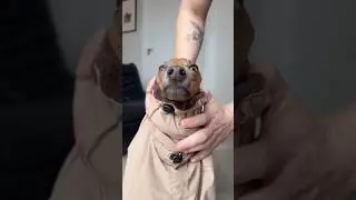 Dog walk in the wind #dog #cute #shorts