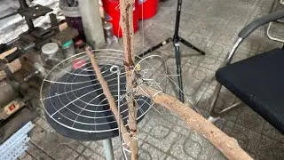 Lụp Trần bẫy chim cu gáy  P”84”