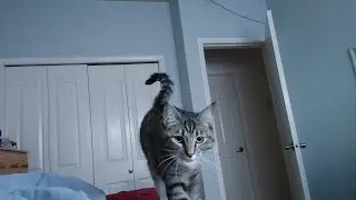 My funny cat loafing on top of me