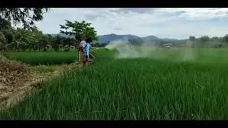spraying FAA or fish amino acid alagang faa mula punlaan