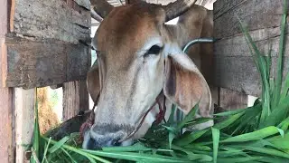 COW EATING GRASS[ASMR] sound of cows eating grass | Farm Animal | Animal ASMR |