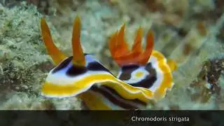 Nudibranch Chromodoris strigata