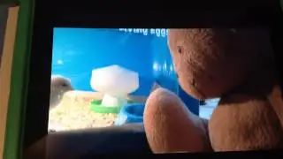 Lost and found - A baby chick adventure