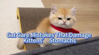 Common Cat Care Habits That Can Cause Digestive Problems in Kittens