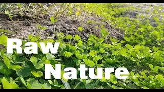 Amazing Beautiful Nature | Raw Nature Footage