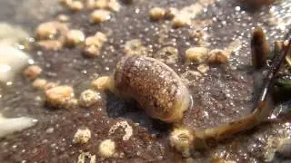 Acanthodoris brunnea